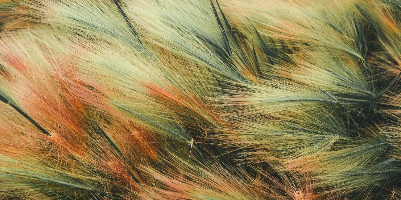 Gdzie znajdują się polskie lokalizacje Amazona